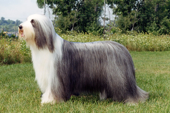 Maxine - BISS Can/Am Ch Sheiling Angel of the D’Arque. ROM JHD CGC TDI